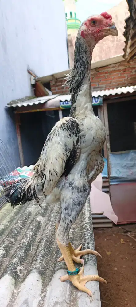 Anakan jantan ayam shamo Eropa 3c cerah ori