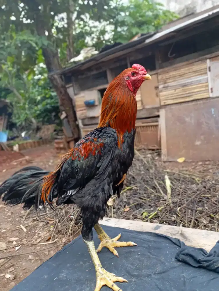 Jual ayam Bangkok