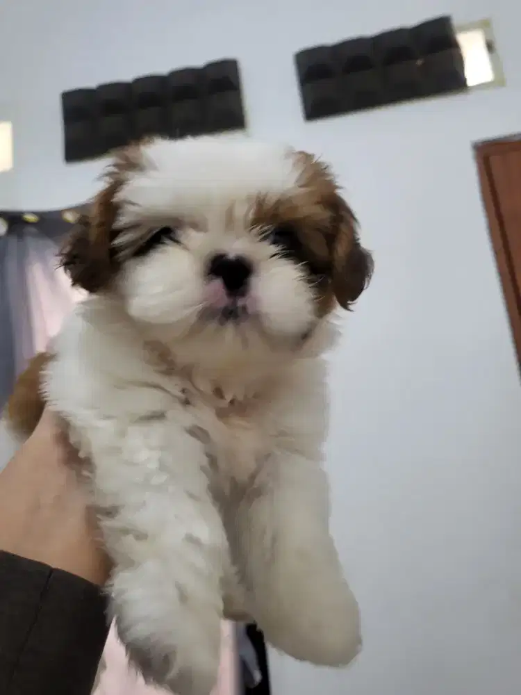 Mw di jual anabul shinzi