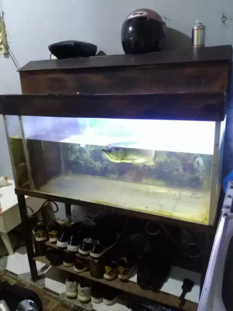 Ikan Arwana + Aquarium