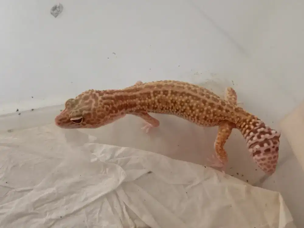 Dijual leopard gecko