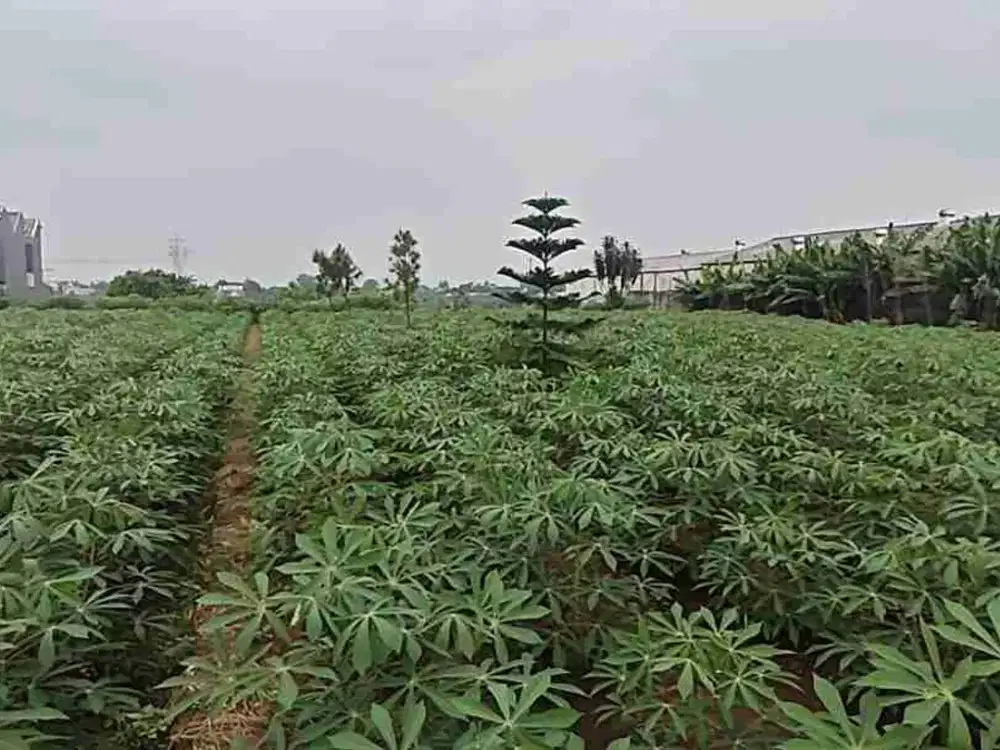 Tanah siap bangun cocok unt town host selangkah dr perumahan trevista. Harga Nego sampai deal