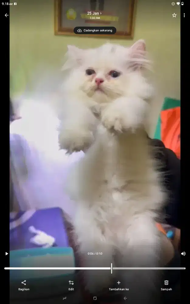 Kucing Persia jantan 2,5 bln