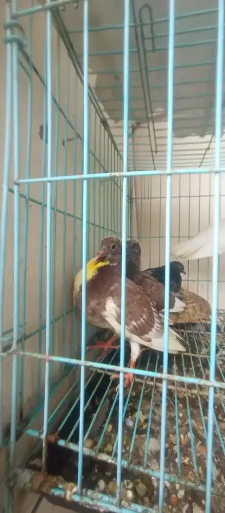 Jual Anakan Burung merpati