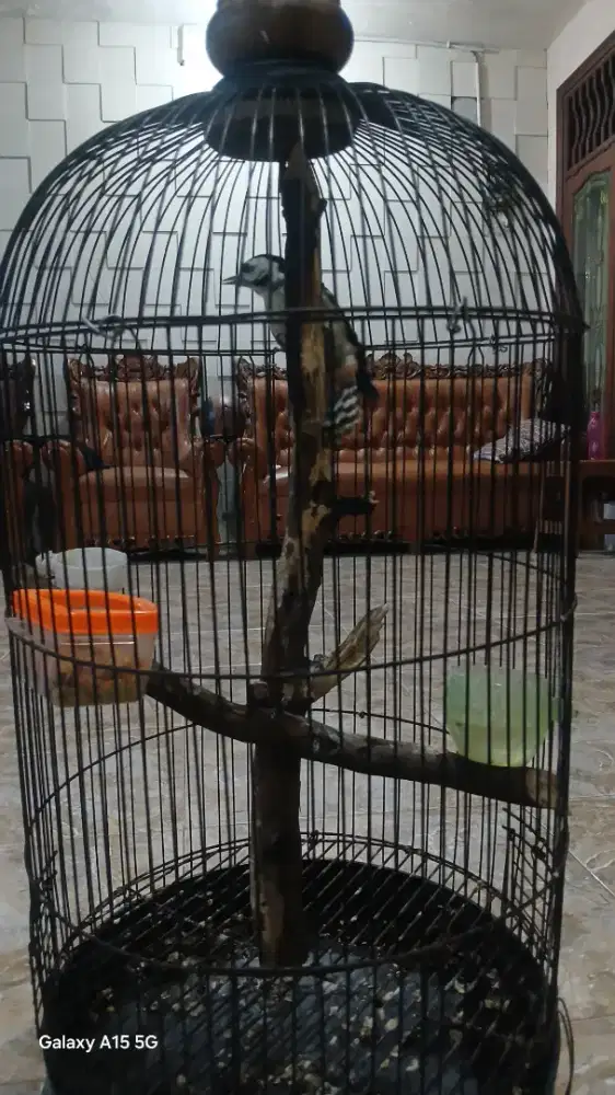Burung pelatuk fullset