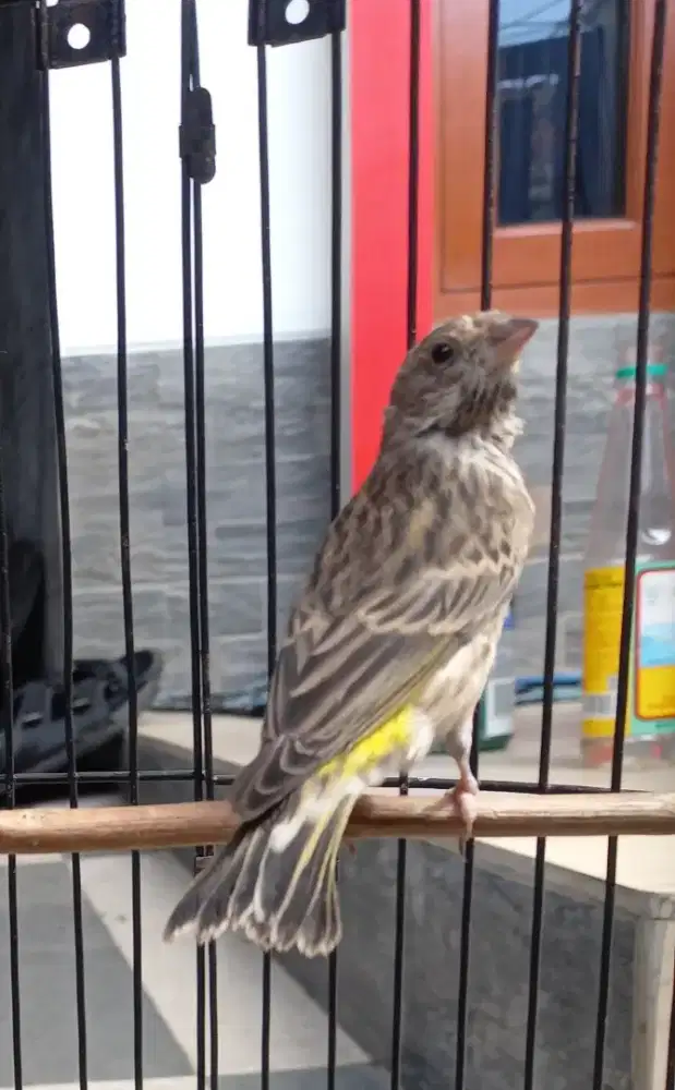 Blacktroat anak jantan