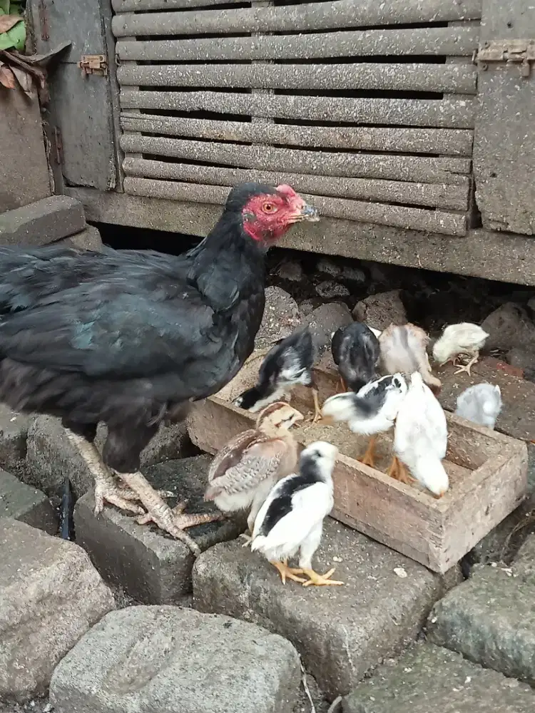 Ayam indukan + anakan