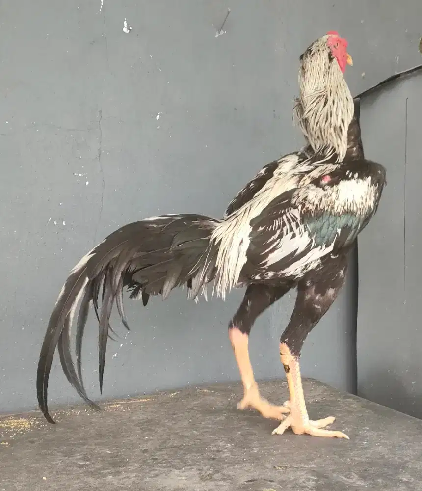 Ayam Bangkok Trah Shamo & BK UK 5.5 Up