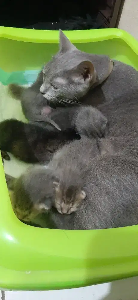 L A kitten ras buso vs persia usia 1 bulan open boking.