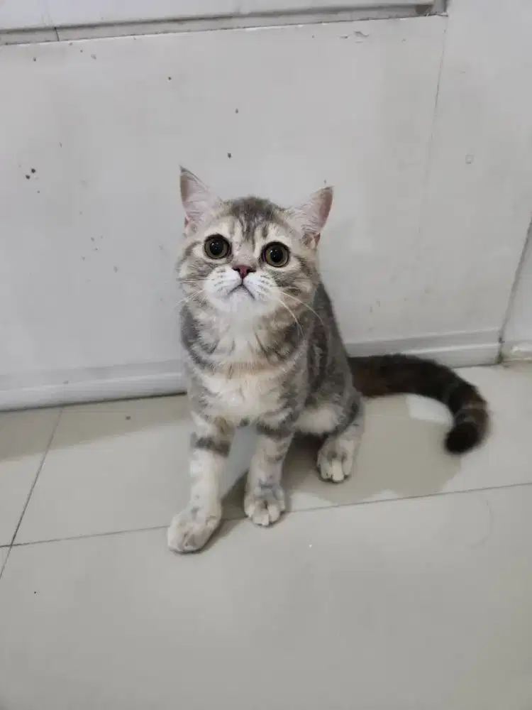 KITTEN ANAK KUCING BSH MIX EXO