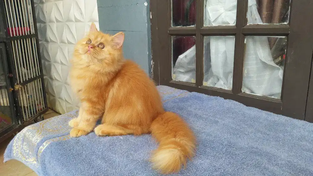 Kitten Persia jantan 3 bulan