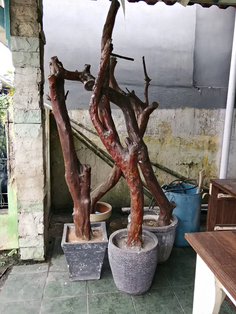 Batang jambu biji untuk tanaman artificial