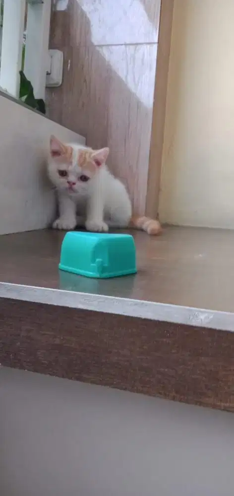 Kucing Exotic Shorthair