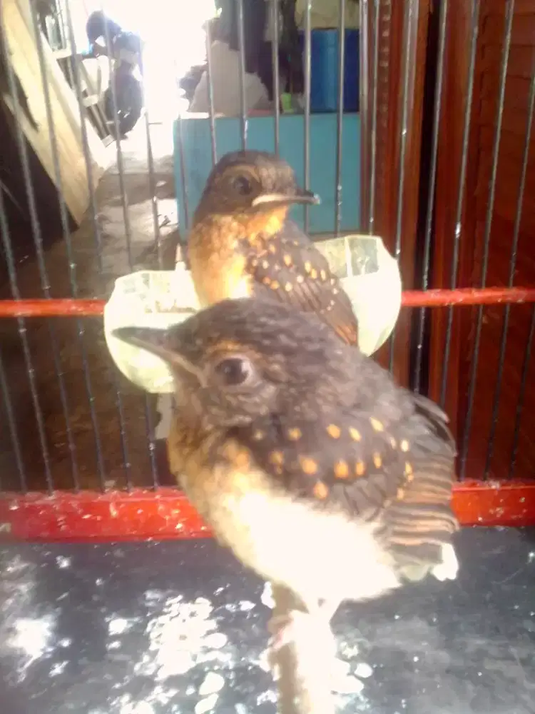 Murai batu trotol indukan prestasi