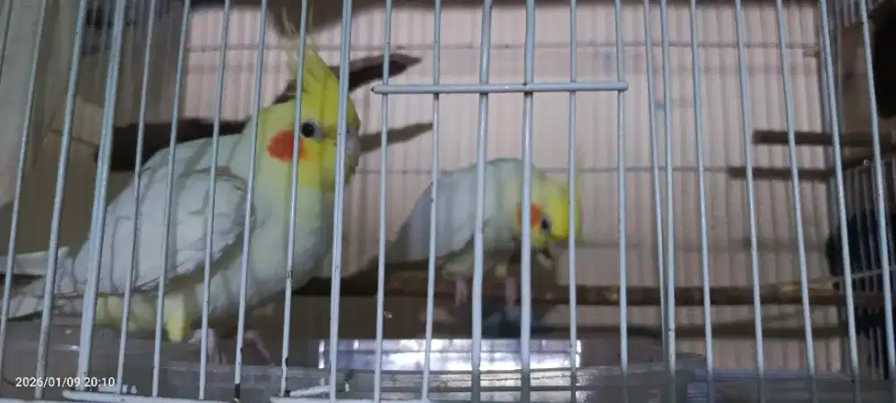 Falk lutino sepasang