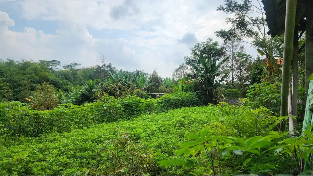 Tanah Kebun Durian & Alpukat Akses Super