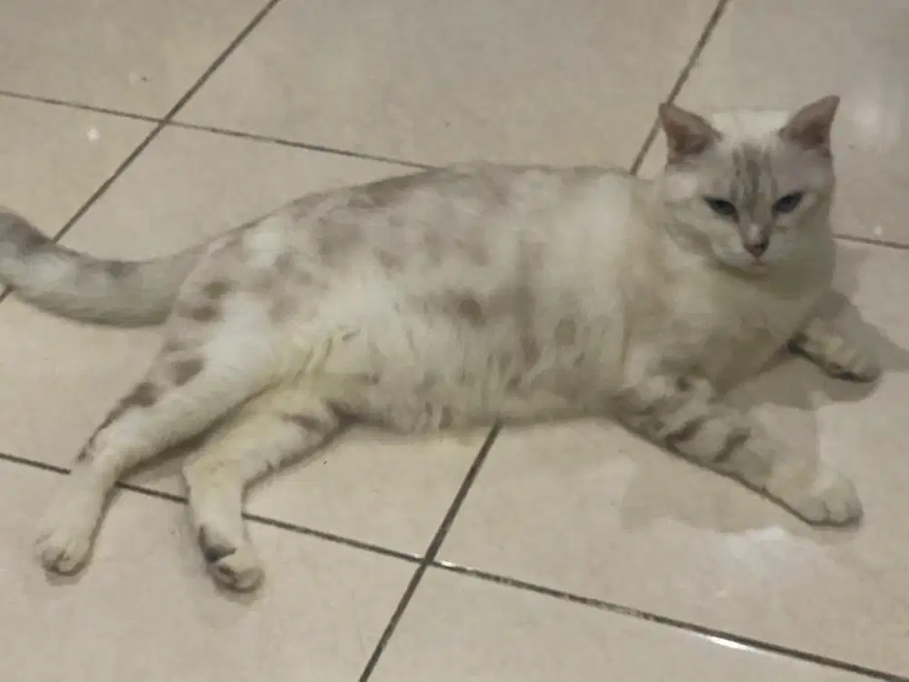 Lepas Adopsi kucing BSH White Betina