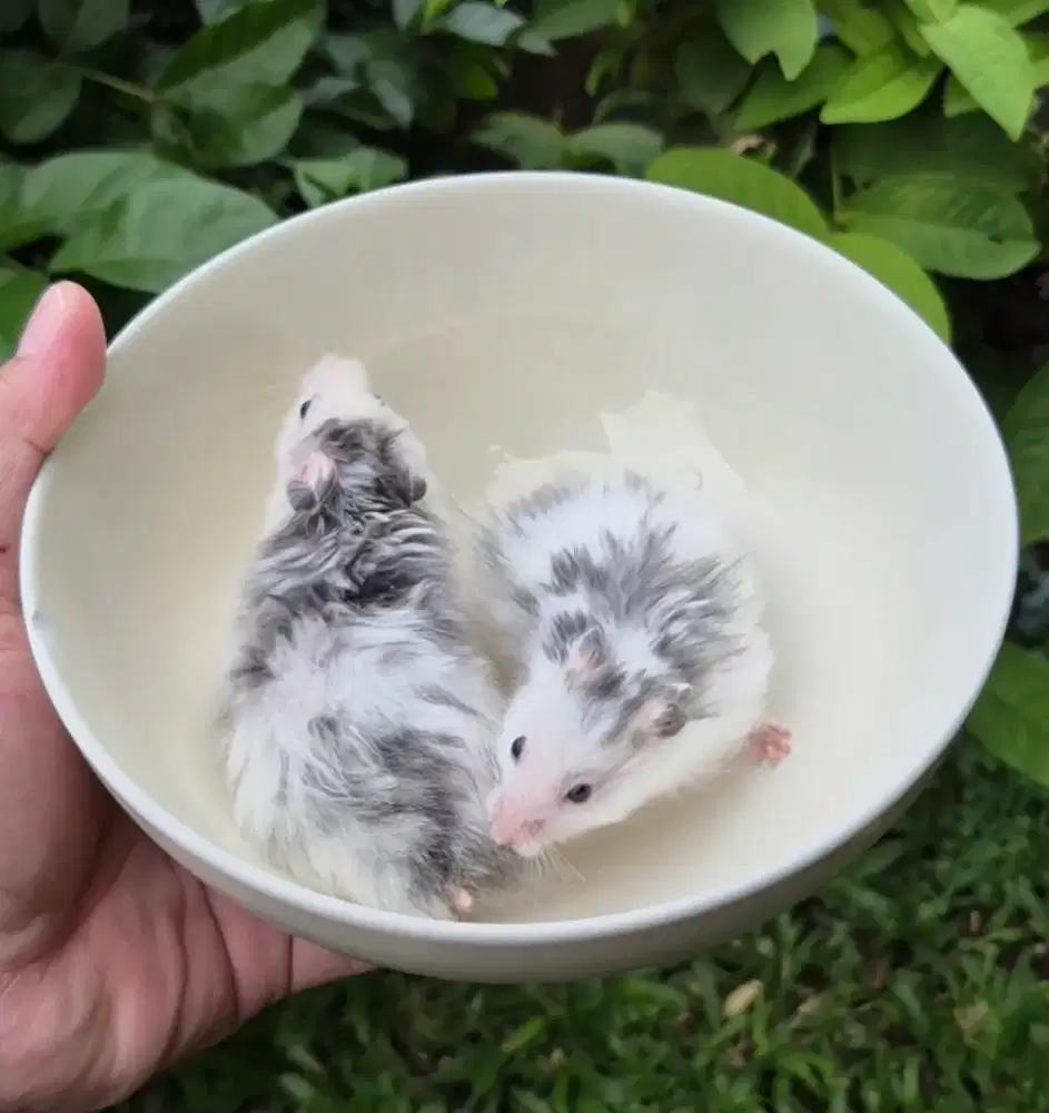 Hamster Syrian Fujiyama Long Hair Sepasang