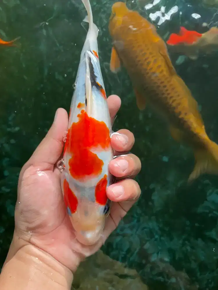 ikan koi showa, tancho showa