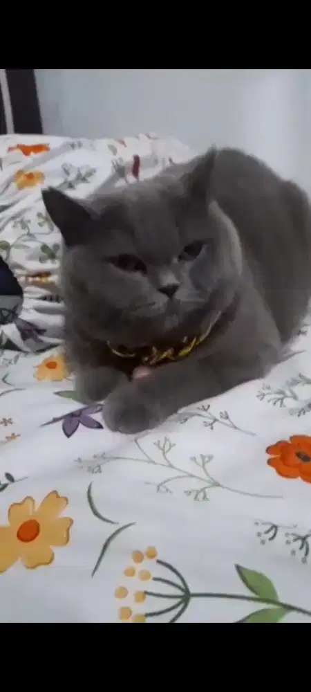 Kucing bsh jantan 11 bulan nego