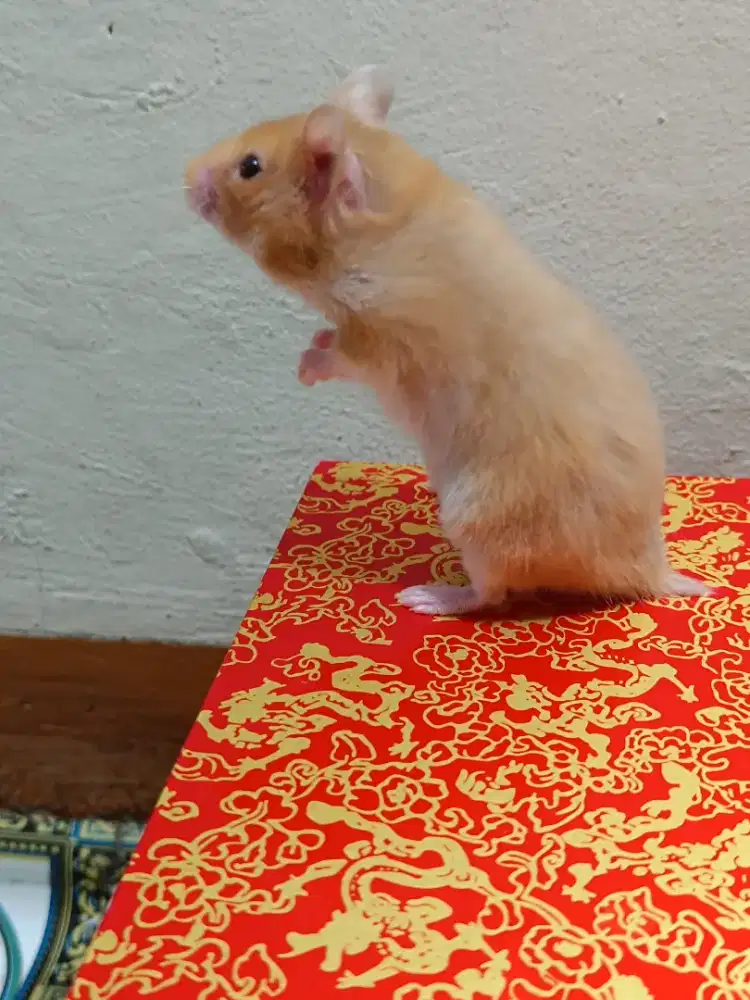 Hamster syirian betina jinak usia 2,5 bulan barter tukar tambah