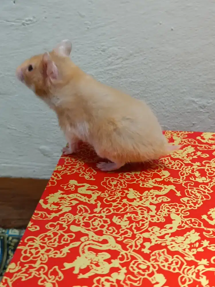 Hamster jinak syirian betina 2,5 bulan tuker tambah barter