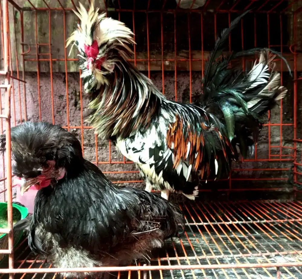ayam poland jantan