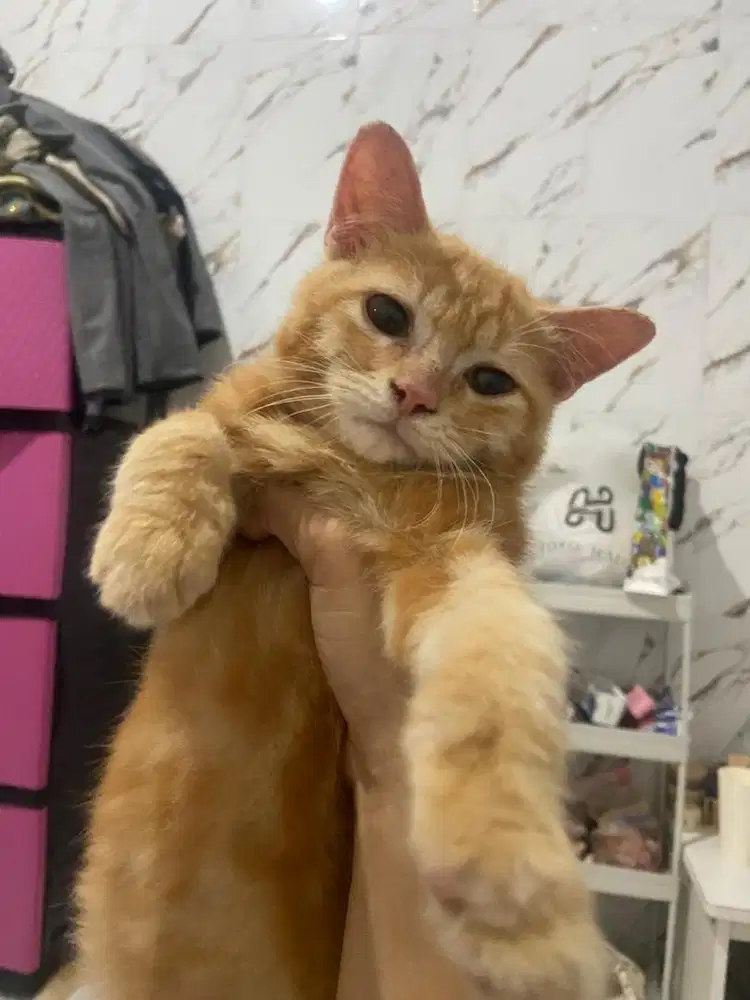 Open addopt janta orange 4 bulan