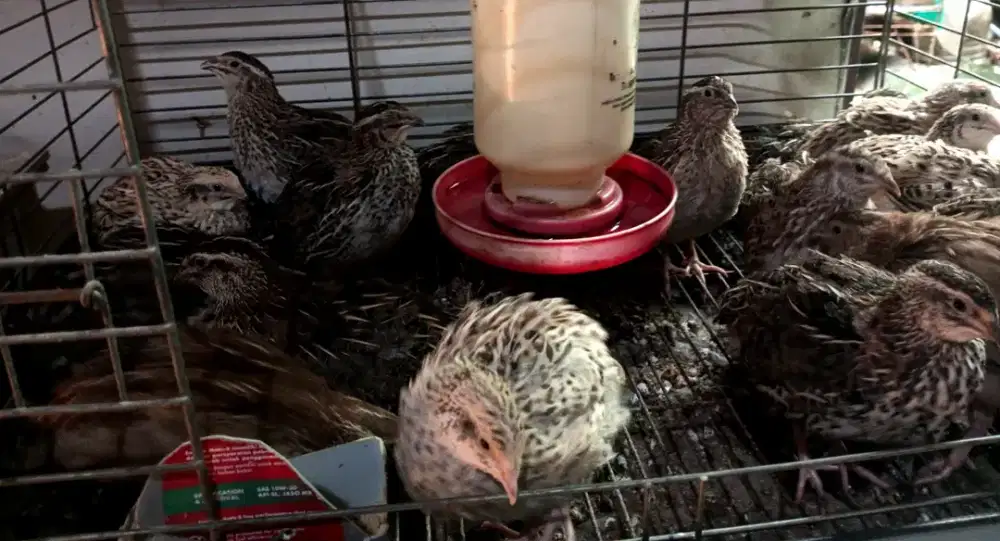 burung puyuh petelur