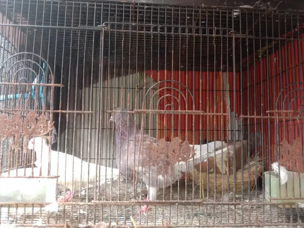 Sepasang burung merpati dan puter 1 kali produksi