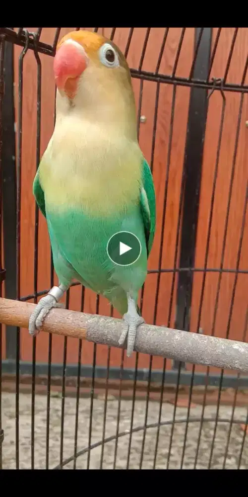 Lovebird cantik gacor atas bawah FS