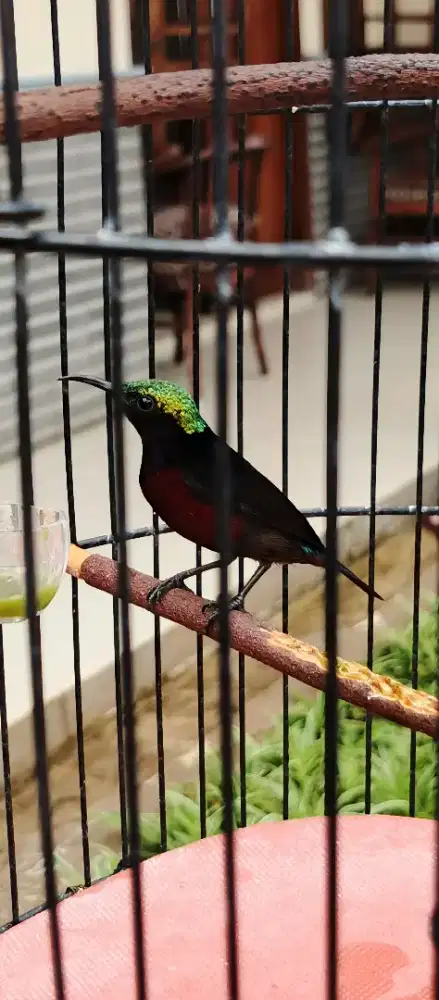 Burung KONIN body big