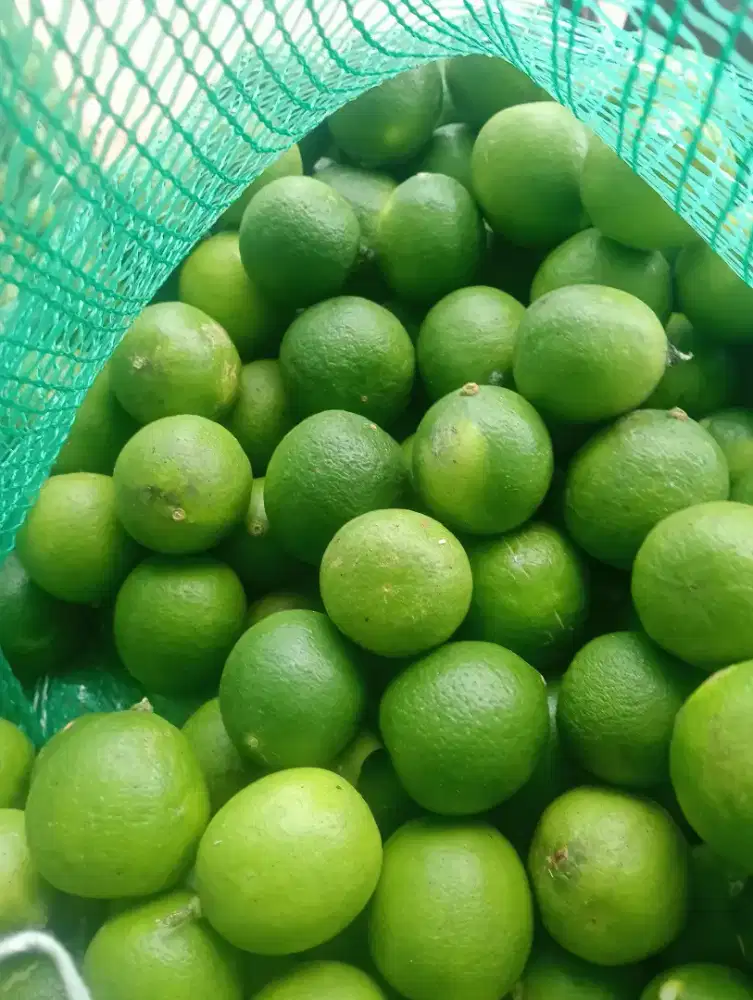 Jeruk nipis rasa asam pol