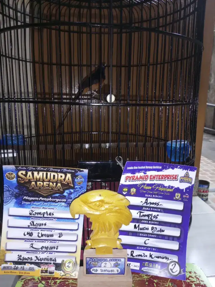 DI JUAL MURAI BATU Full ekor 19,cm