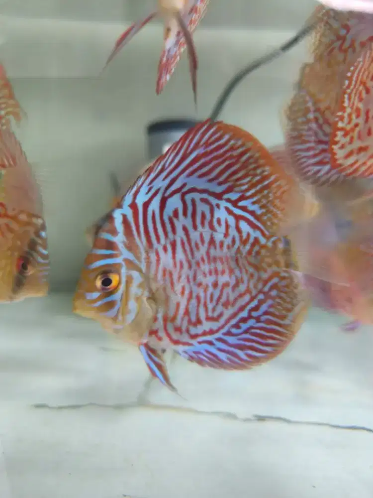 Ikan Discus jenis Tiger