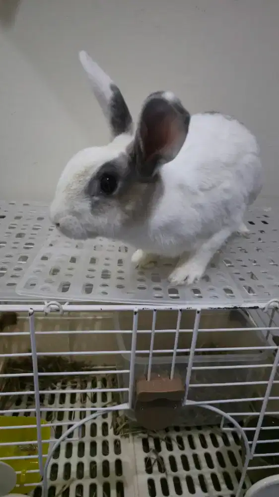 Kelinci dewasa warna putih