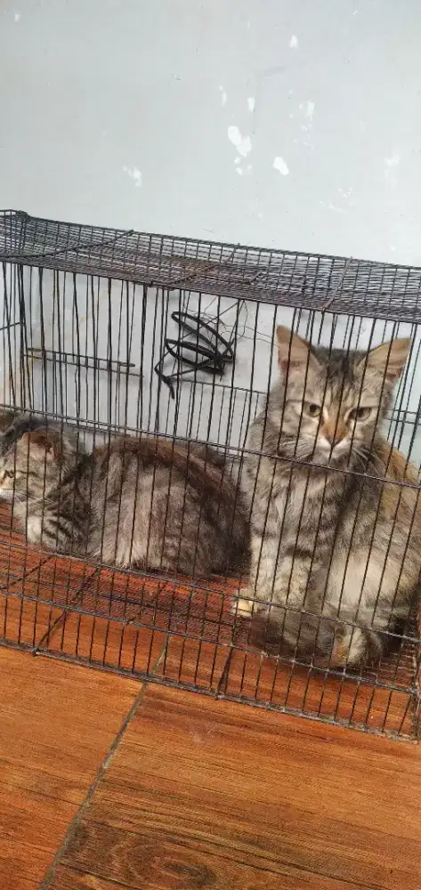 Dijual anak kucing
