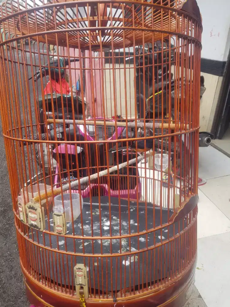 Burung murai udah gk ke pegang waktu beli 2,1 skarang jual murrah aja