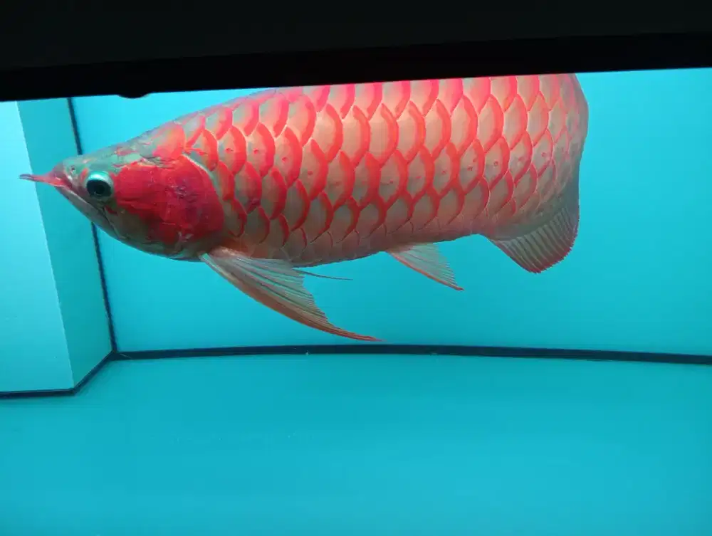 Ikan arwana super red