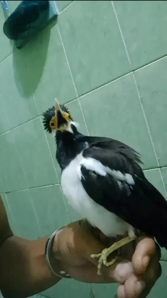 Jalak suren joss kwalitas gacor dor siap pantau 24 jam