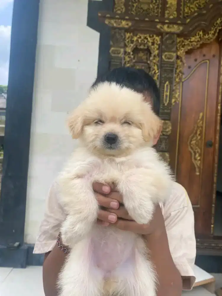 Anjing Maltesee Import