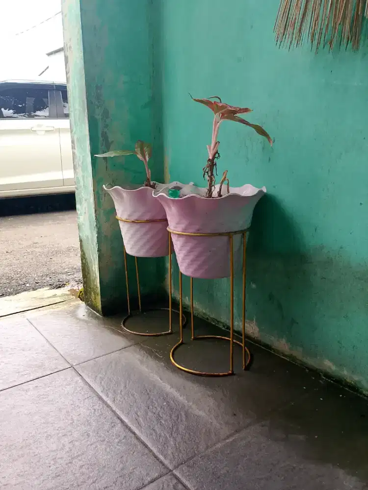 Pot plastik + rak pot