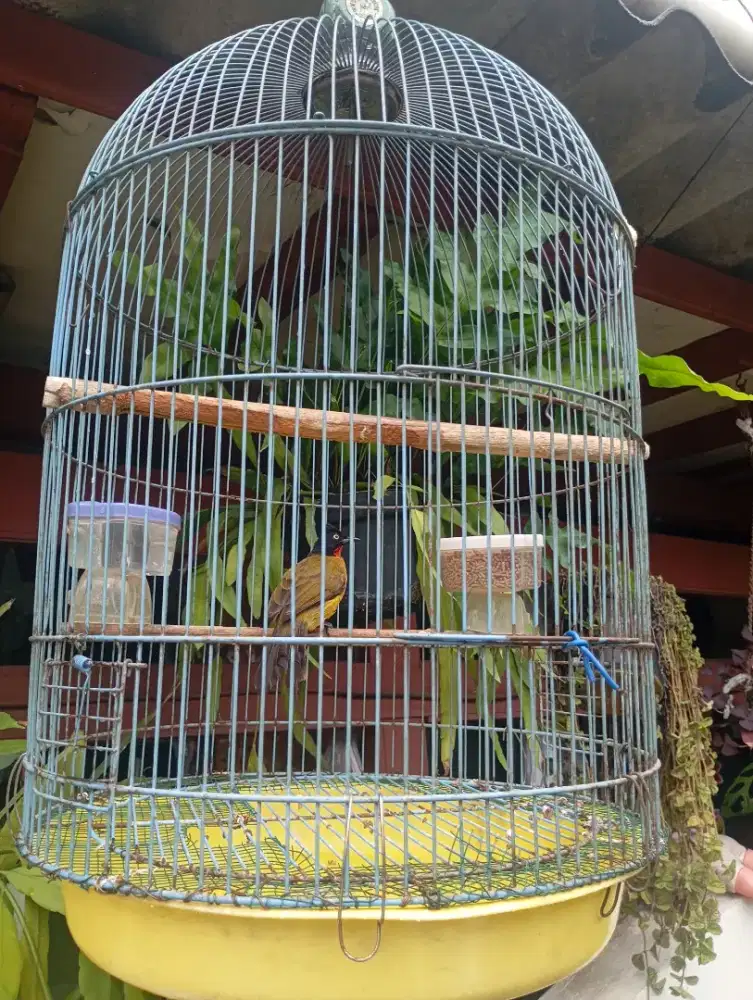Jual BURUNG KUTILANG EMAS