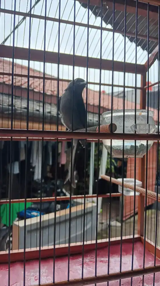 Srigunting Abu-abu mata putih