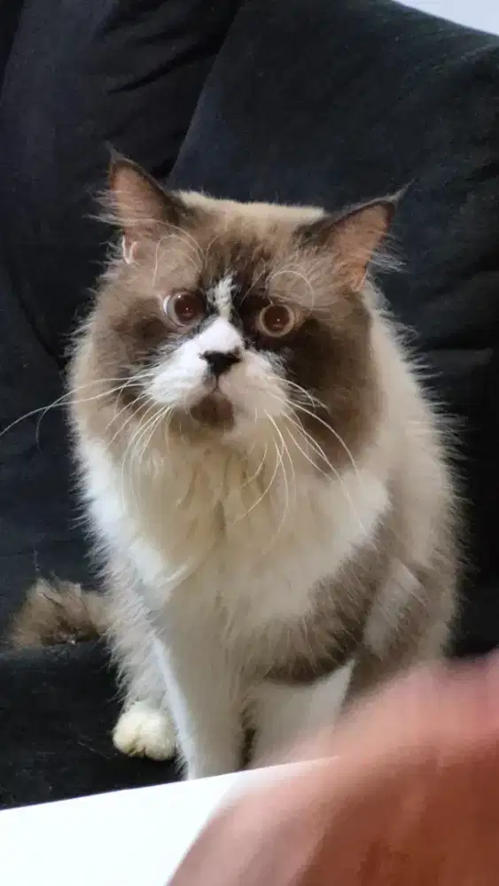 Kucing Ragdoll jantan