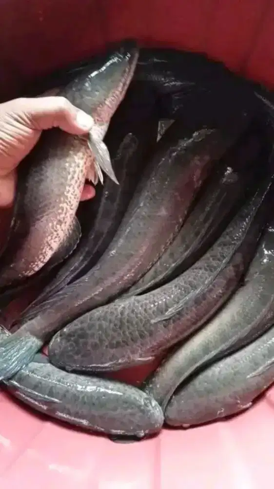 Ikan hasil tangkapan alam