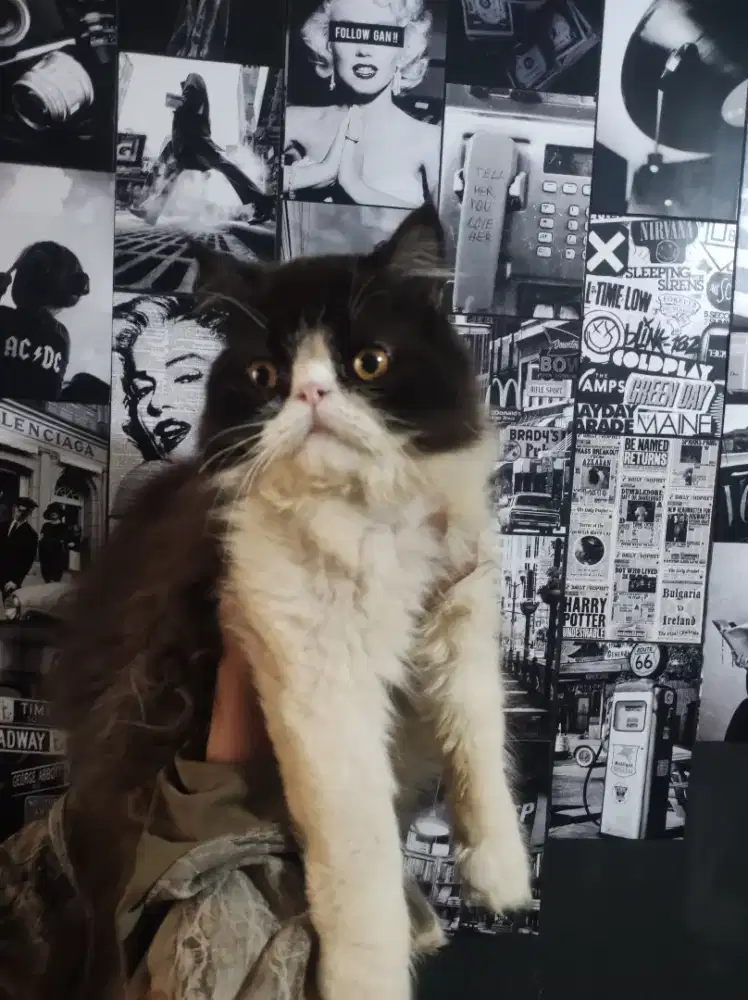 Kucing persia anakan peaknose