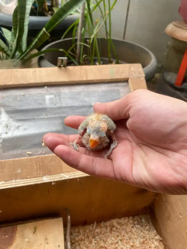 lolohan lovebird 2-3 mingguan