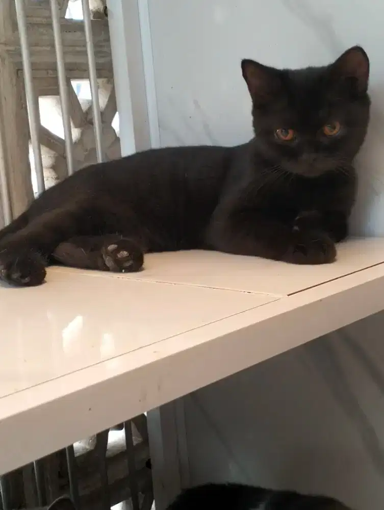 Kucing BSH Black Choco (Betina) - Carrier Cinnamon