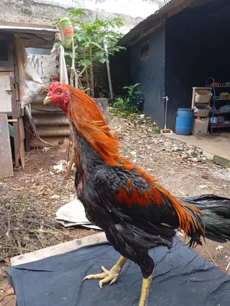 Jual ayam Bangkok